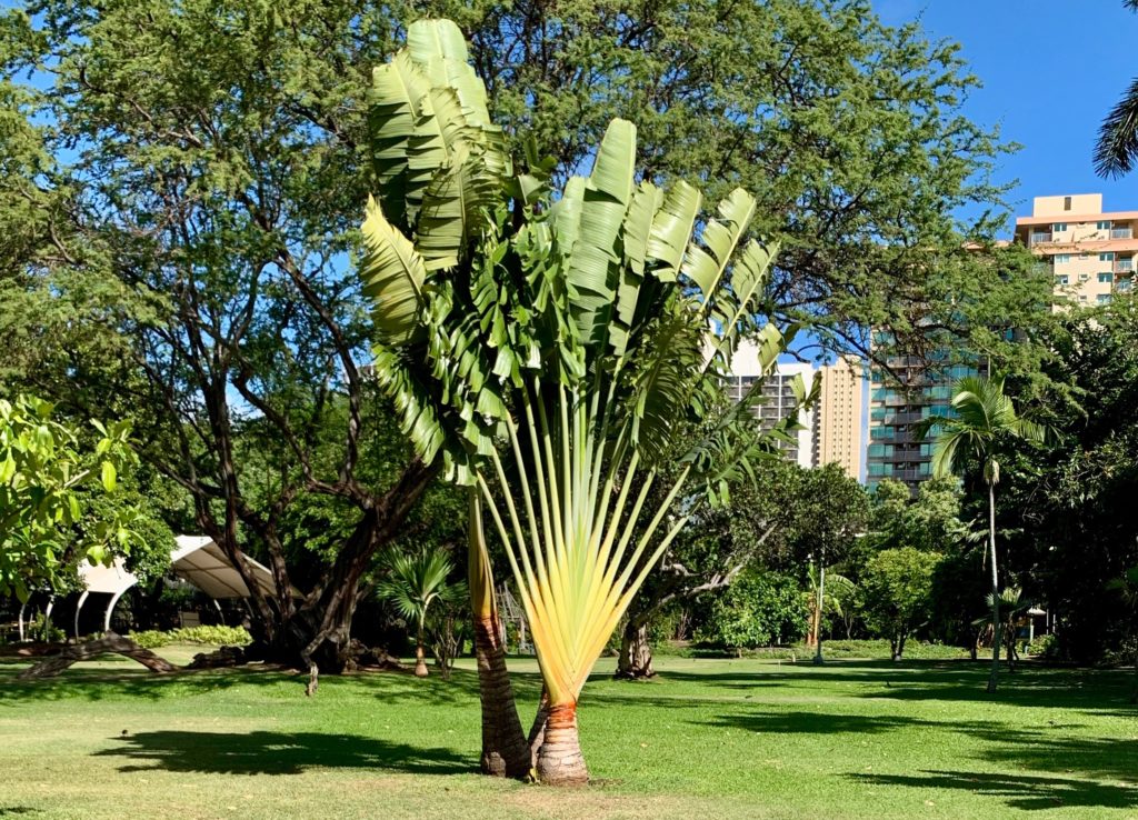 手のひらのような形をした植物