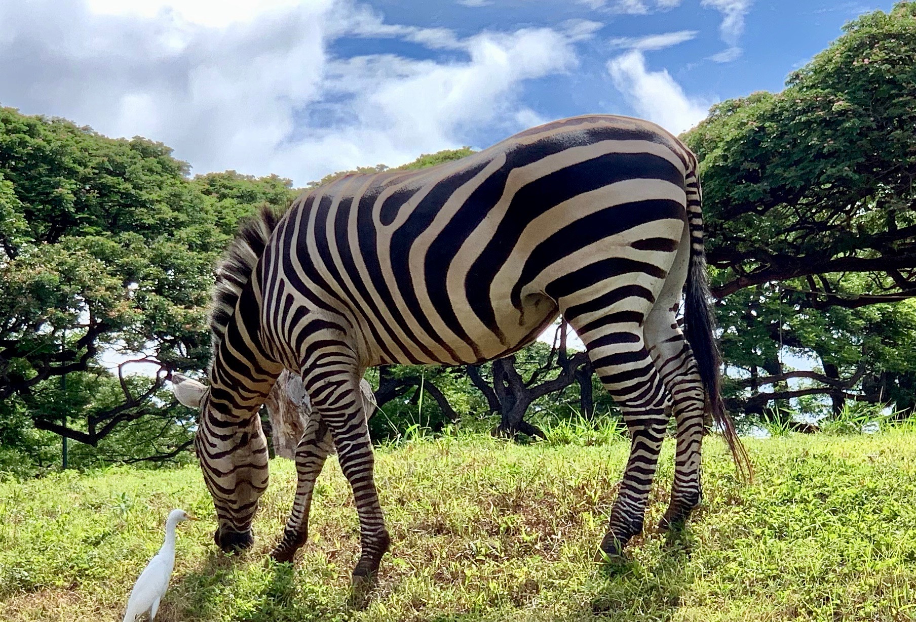 大きなシマウマ