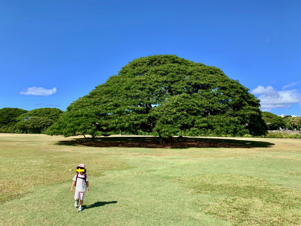 日立の木