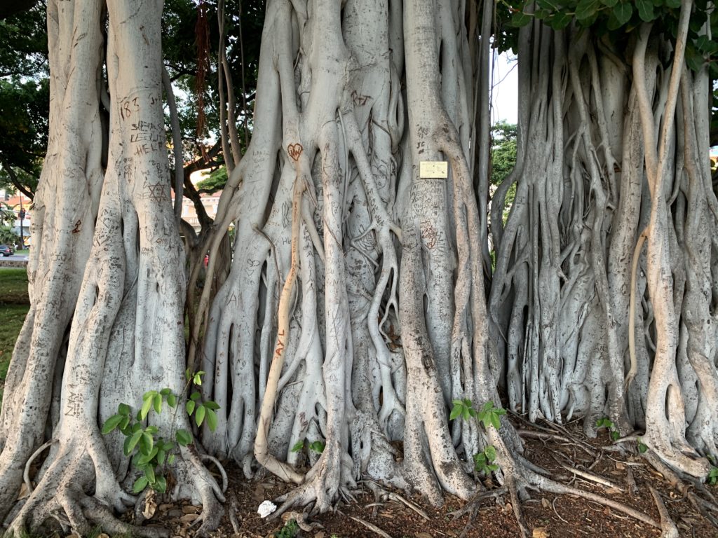 アラモアナビーチパークの大きな木