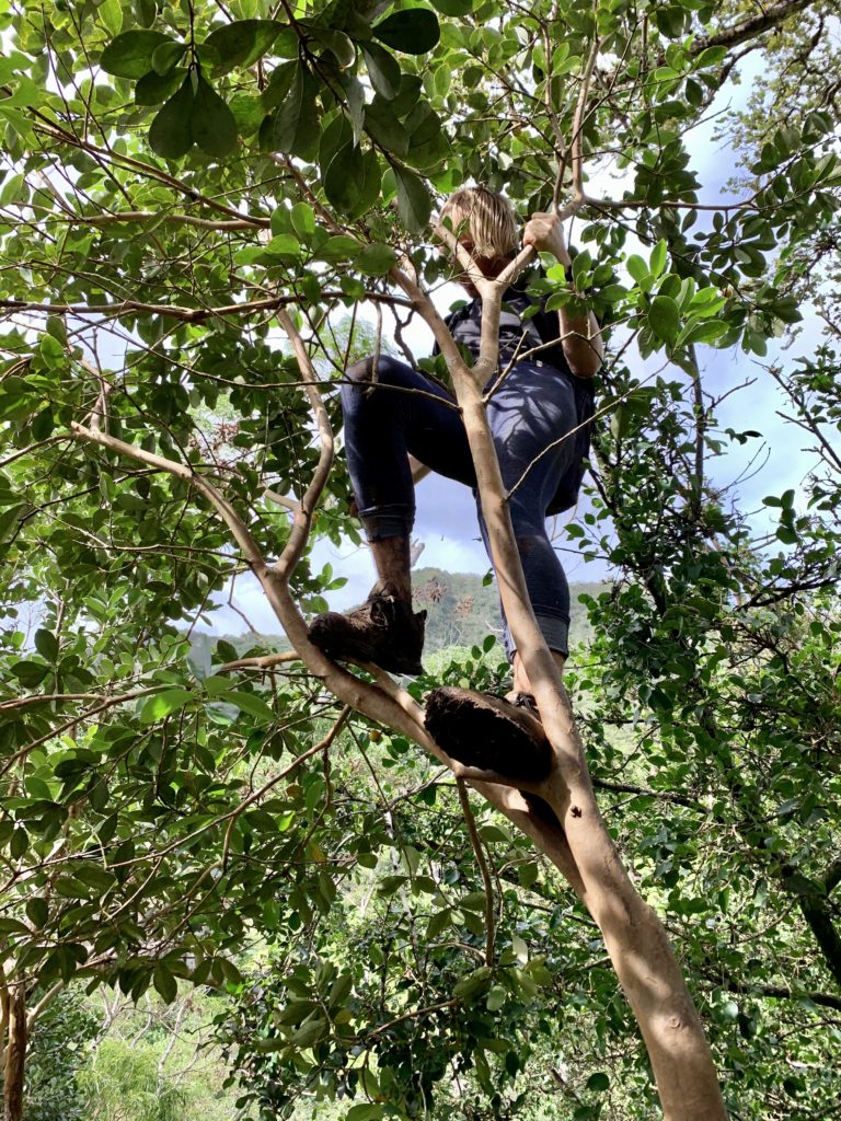 グアバの木に登るガイドさん