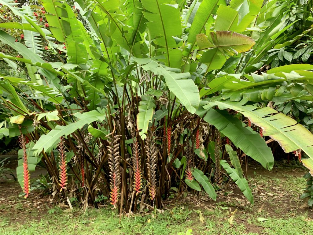 赤と茶色のベルトのような実を下げた植物