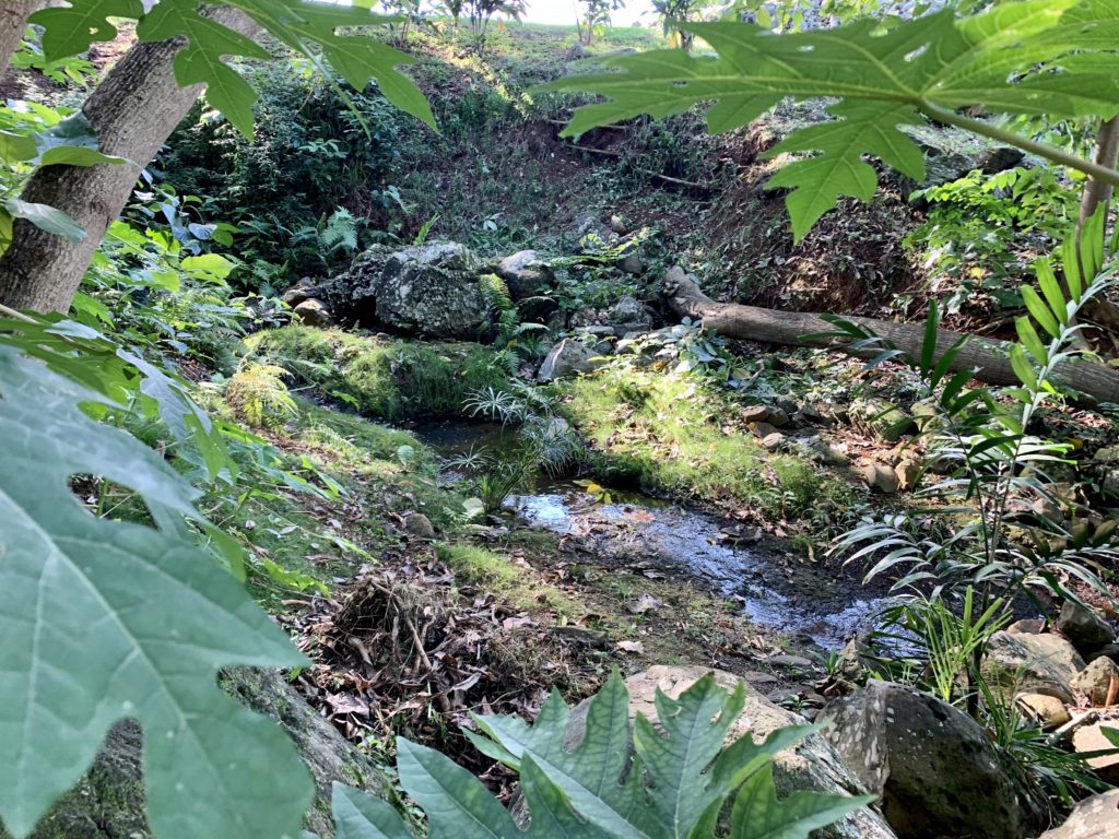 ヘイアウ横を流れる小川