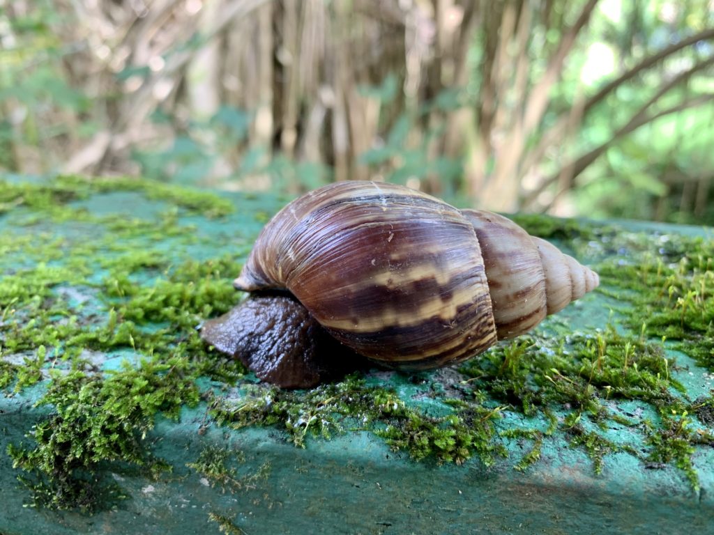 大きなカタツムリ