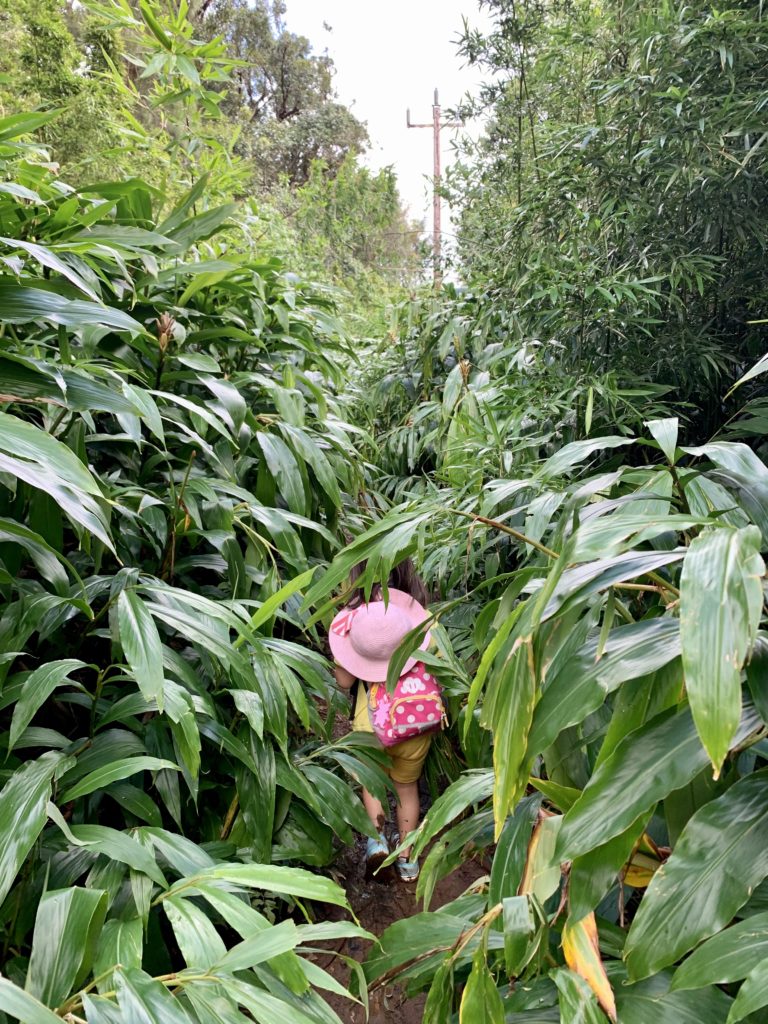 道が見えないほど生い茂った植物