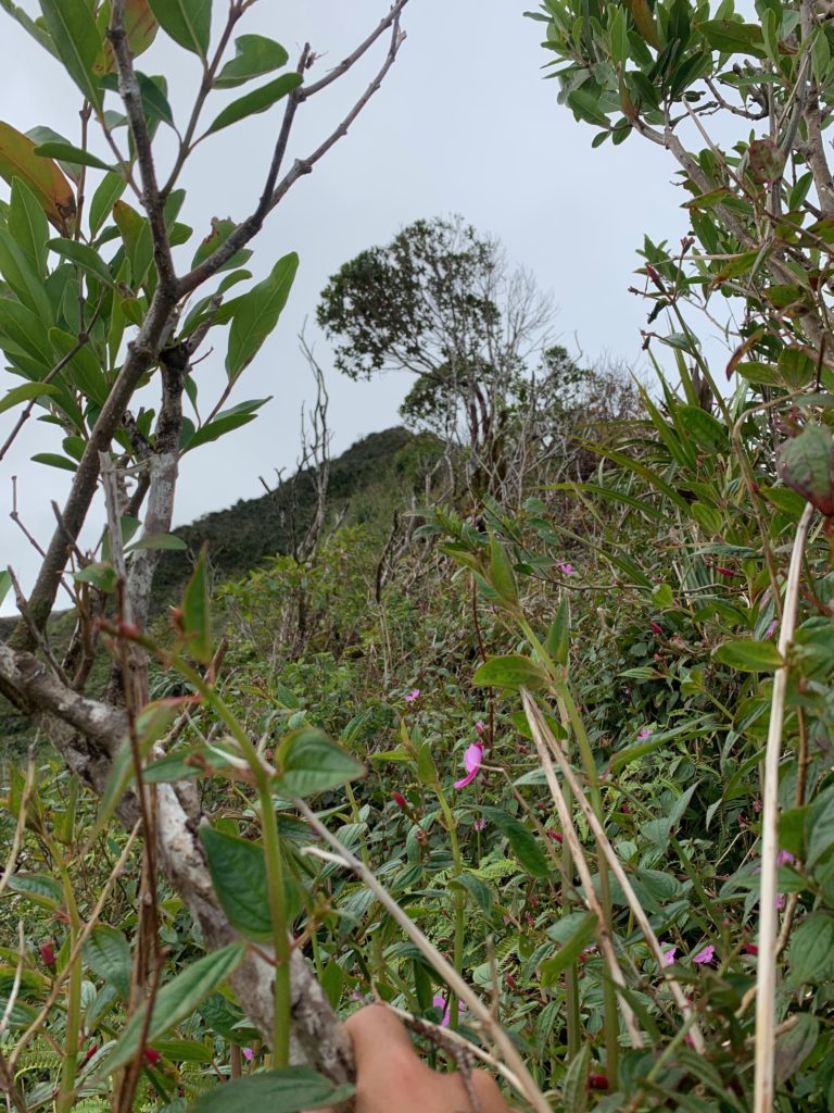 植物がしげっている様子