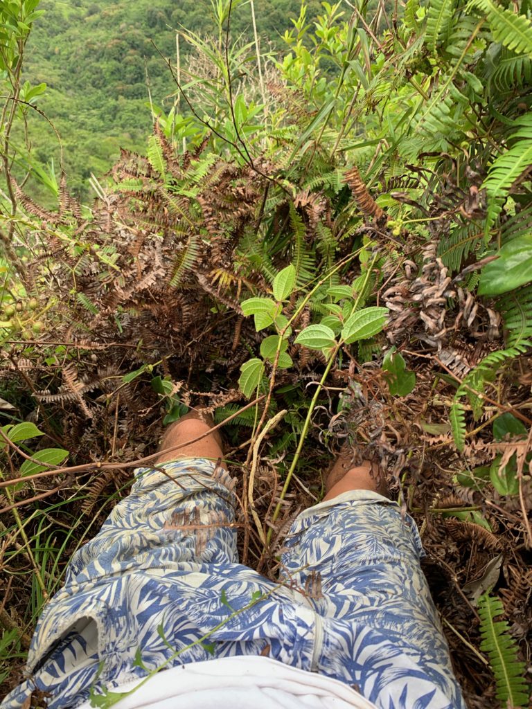 膝まで草で埋まっている様子