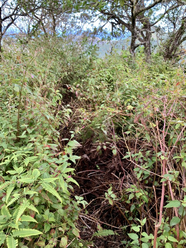 ピリワレリッジトレイルロード
植物が生い茂っており、道はとても狭い