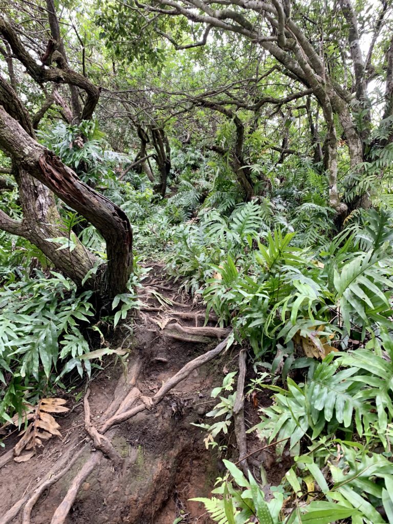 狭くて植物だらけ、かつ滑る道を進む