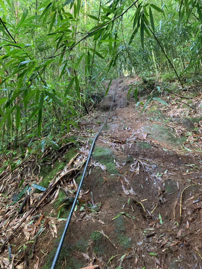 ロープがかけられた急勾配の竹林