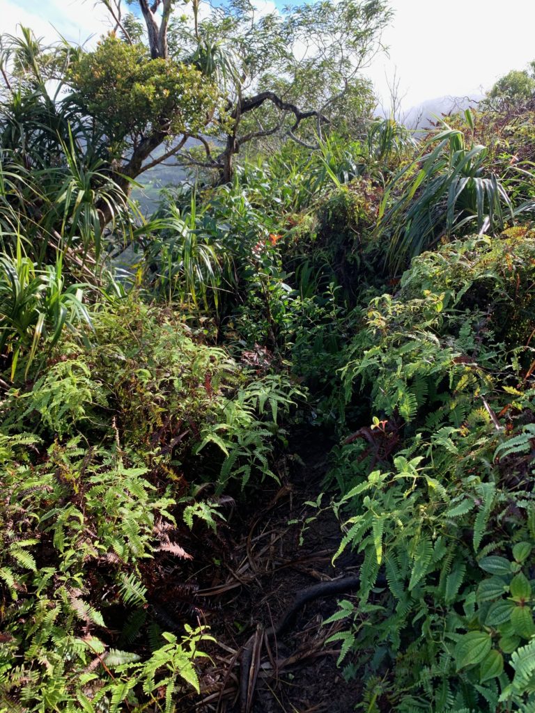 植物が茂っている