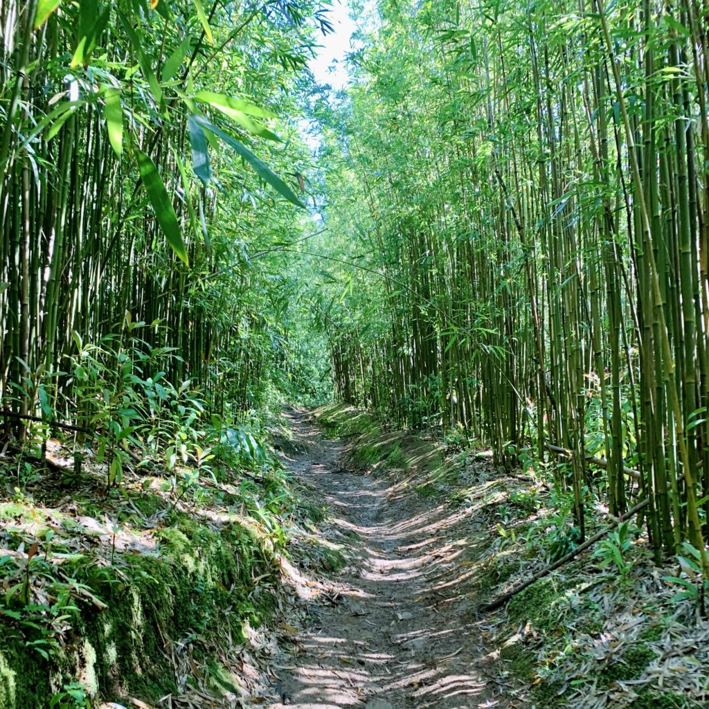 美しい竹林