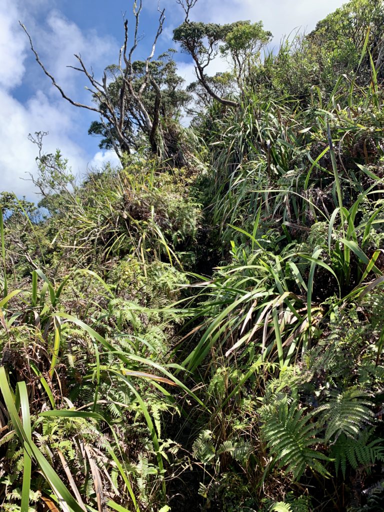 植物が茂りとても狭い道