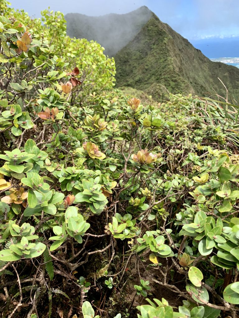 先にはK1が見えている
植物に阻まれ道がほとんどないトレイルロード